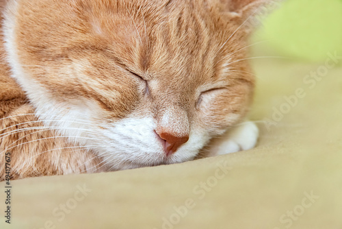 Fat red cat sweetly sleeps on the bed