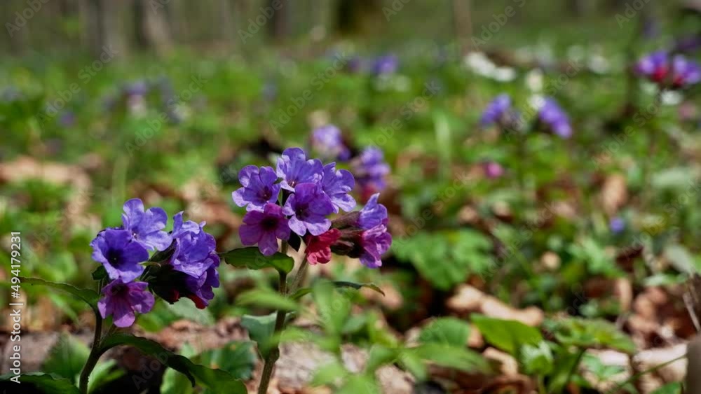 unspotted lungwort inflorescence enjoy tender breeze on a sunny spring day, romantic mood, light and shadow play, seasonal awakening idea, symbol of spring, peace in Ukraine unspotted lungwort inflorescence enjoy tender breeze on a sunny spring day, romantic mood, light and shadow play, seasonal awakening idea, symbol of spring, peace in Ukraine