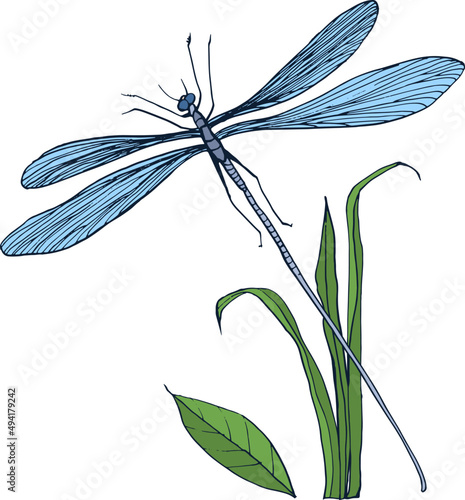 Flying Dragonfly Colored Hand Drawn Vintage Illustration 