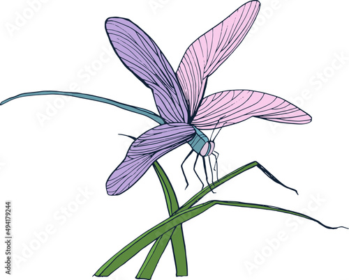 Dragonfly on Grass Colored Hand Drawn Illustration