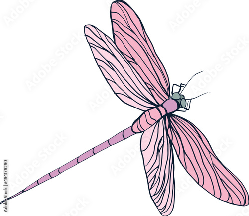 Pink Dragonfly Flying Vintage Hand Drawn Illustration