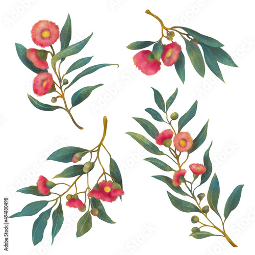 Isolated on White Elements Hand Painted Watercolor Flowering Gum Eucalyptus Floral Leaves photo