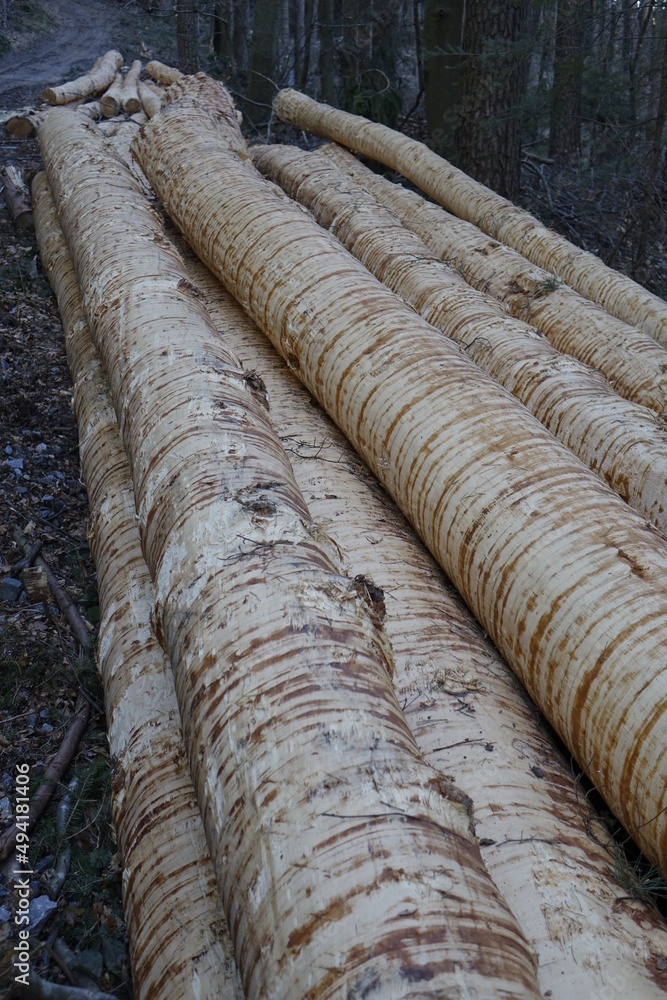 Stack of freshly decorticated spruce (Picea) logs, interesting texture, Palatinate forest (Pfälzer Wald), concept: deforestation, climate change (vertical), Esthal, Lambrecht, RLP, Germany
Stack of freshly decorticated spruce (Picea) logs, interesting texture, Palatinate forest (Pfälzer Wald), concept: deforestation, climate change (vertical), Esthal, Lambrecht, RLP, Germany