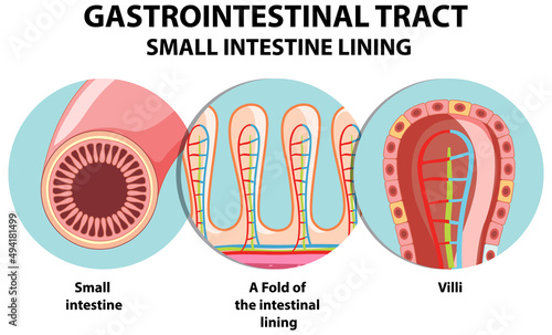 Diagram showing gastrointestinal tract