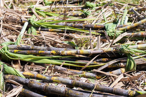cut sugar cane farmers harvest the produce according to the fertility of the plant