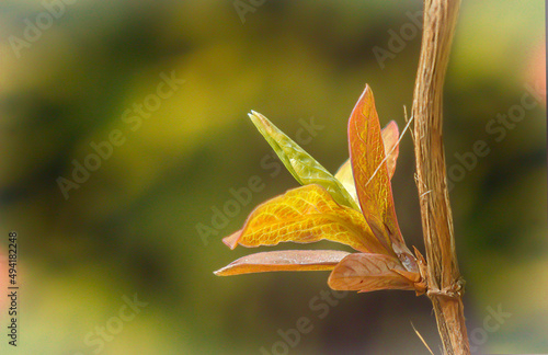 listki, młode, wiosna, kolorowe, gałązka, krzew, roślina, makro, flora, natura, kolor,  photo