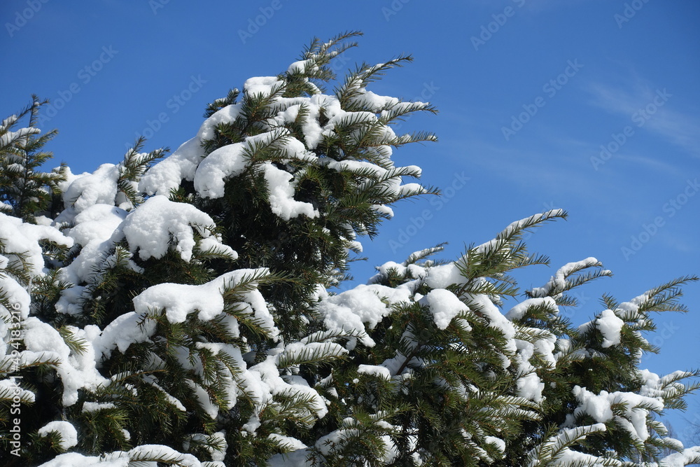Vibrant blue sky and branches of European yew covered with snow in mid February Vibrant blue sky and branches of European yew covered with snow in mid February