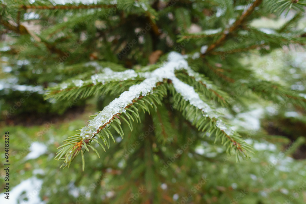 Close view of spruce branch with melting snow in February