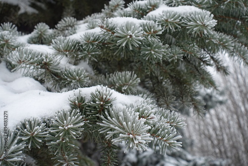 White snow and hoarfrost covering branches of blue spruce in mid January