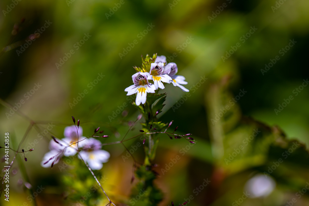Euphrasia alpina flower growing in meadow, close up Euphrasia alpina flower growing in meadow, close up