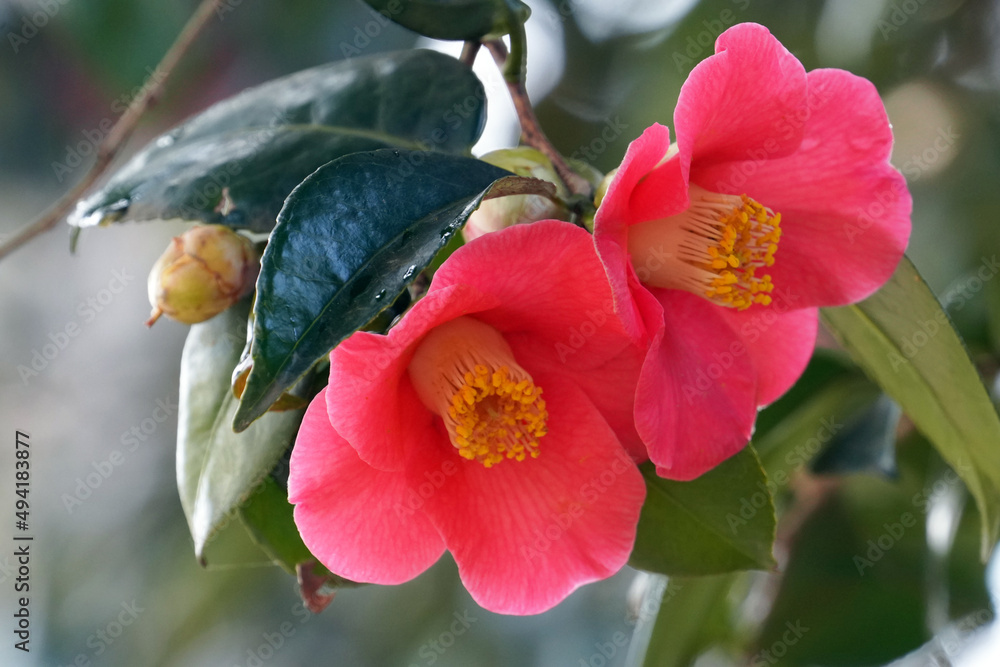 Fototapeta premium 二輪のツバキの花（クローズアップ）