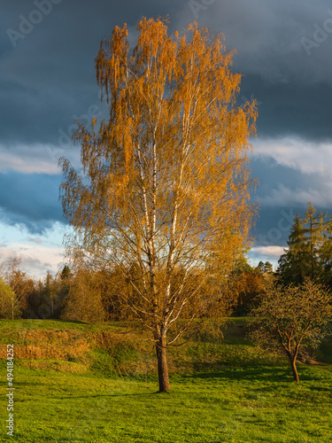 Bright large golden birch is illuminated by the evening sun in autumn growing on a green lawn. Vertical view.