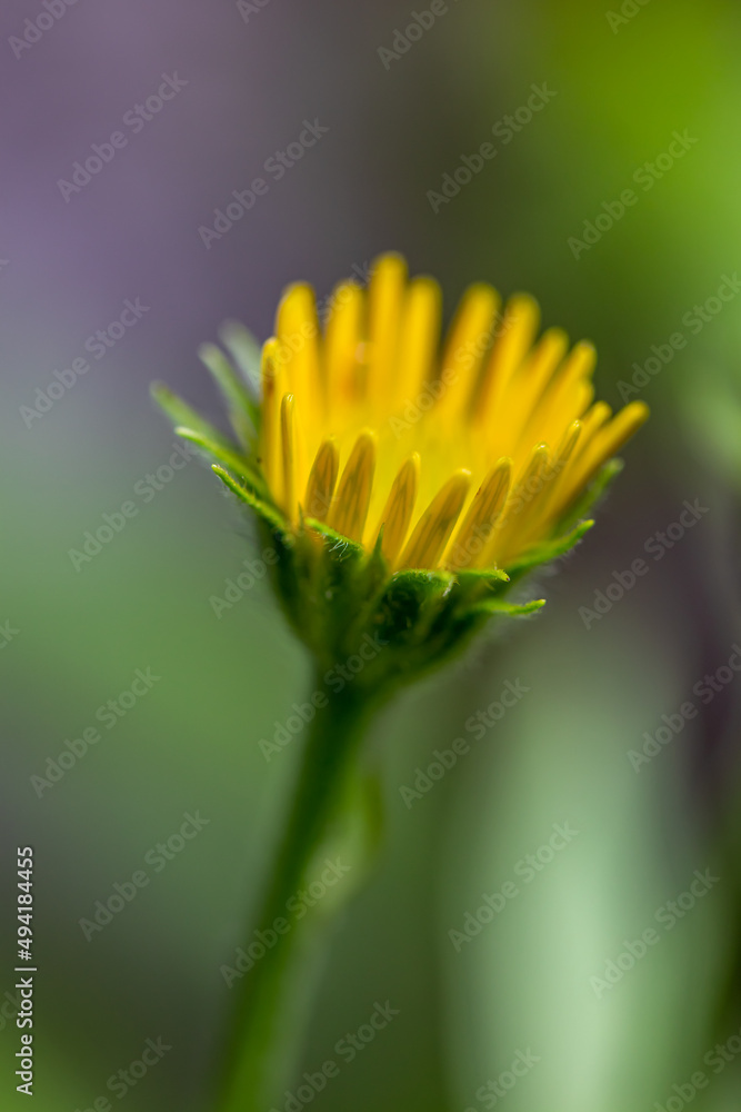 Buphthalmum salicifolium flower growing in mountains Buphthalmum salicifolium flower growing in mountains