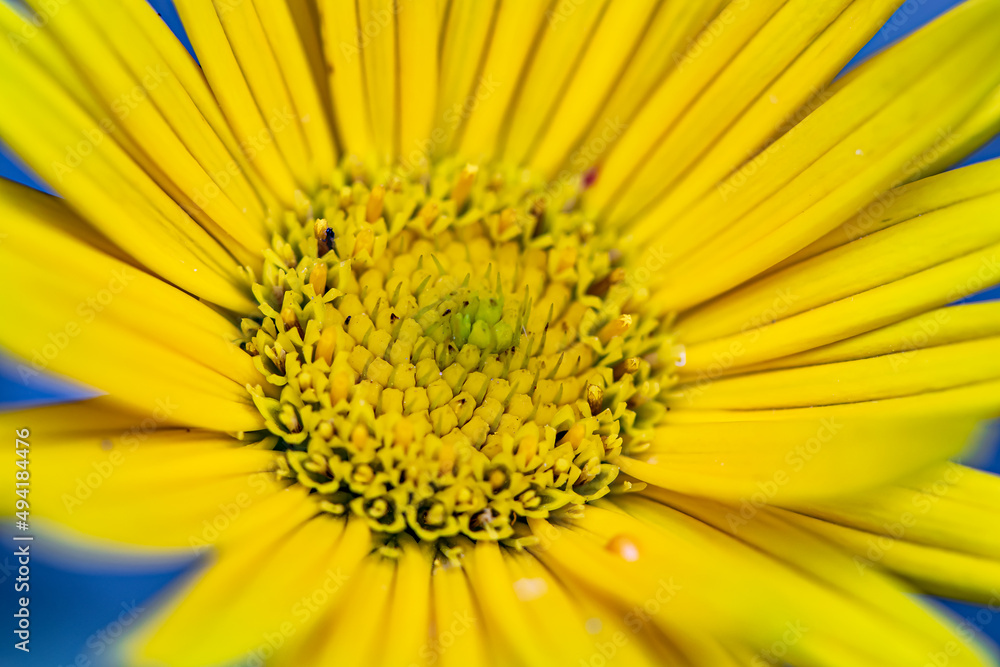 Buphthalmum salicifolium flower in mountains, close up shoot Buphthalmum salicifolium flower in mountains, close up shoot
