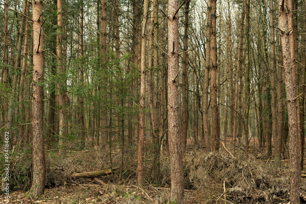 Fototapeta premium Tree trunks in a dense pine forest in winter.