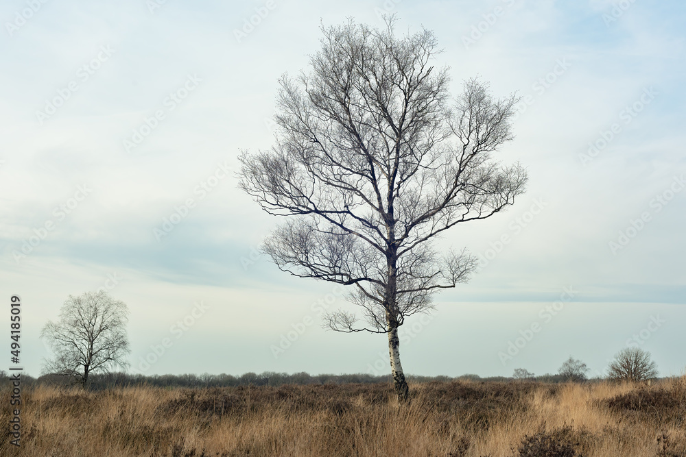 Detached silver birch in a wide moorland landscape under a cloudy sky in winter.