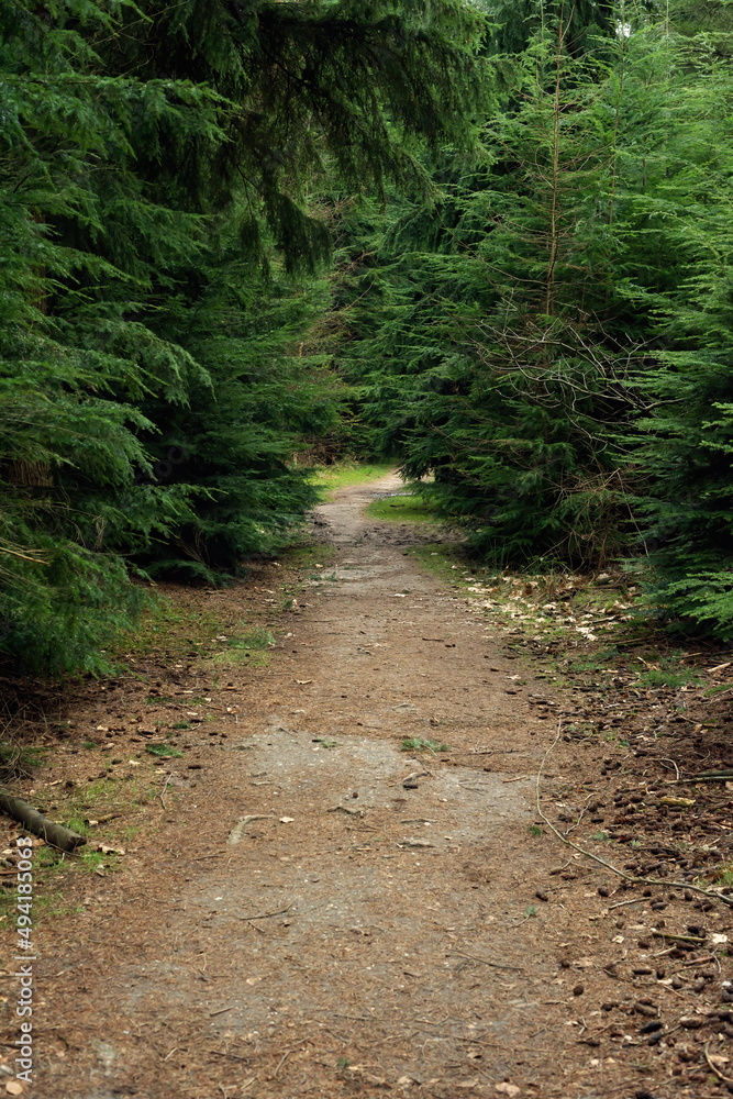 Hiking trail between pine trees. Hiking trail between pine trees.