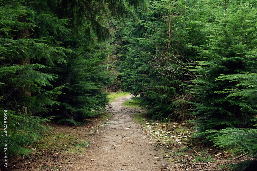 Hiking trail between pine trees. Hiking trail between pine trees.