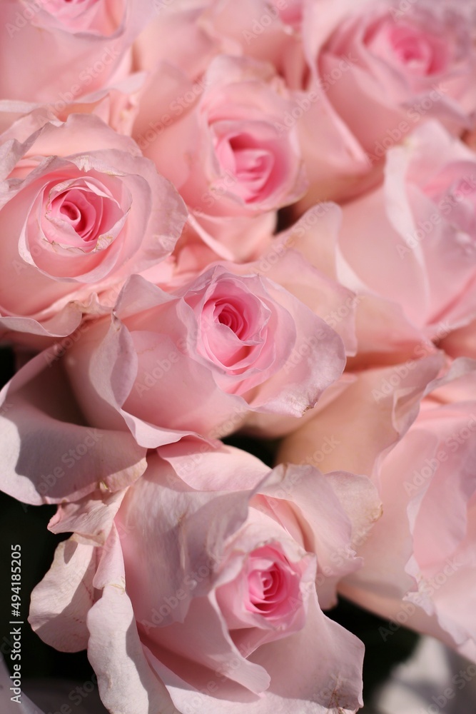pink roses bouquet pink roses bouquet