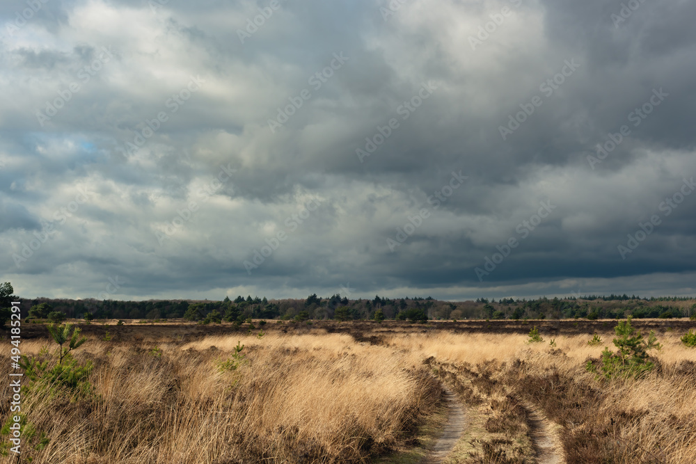Path with tire tracks in a nature reserve with heather and pine trees in sunlight under a cloudy sky.