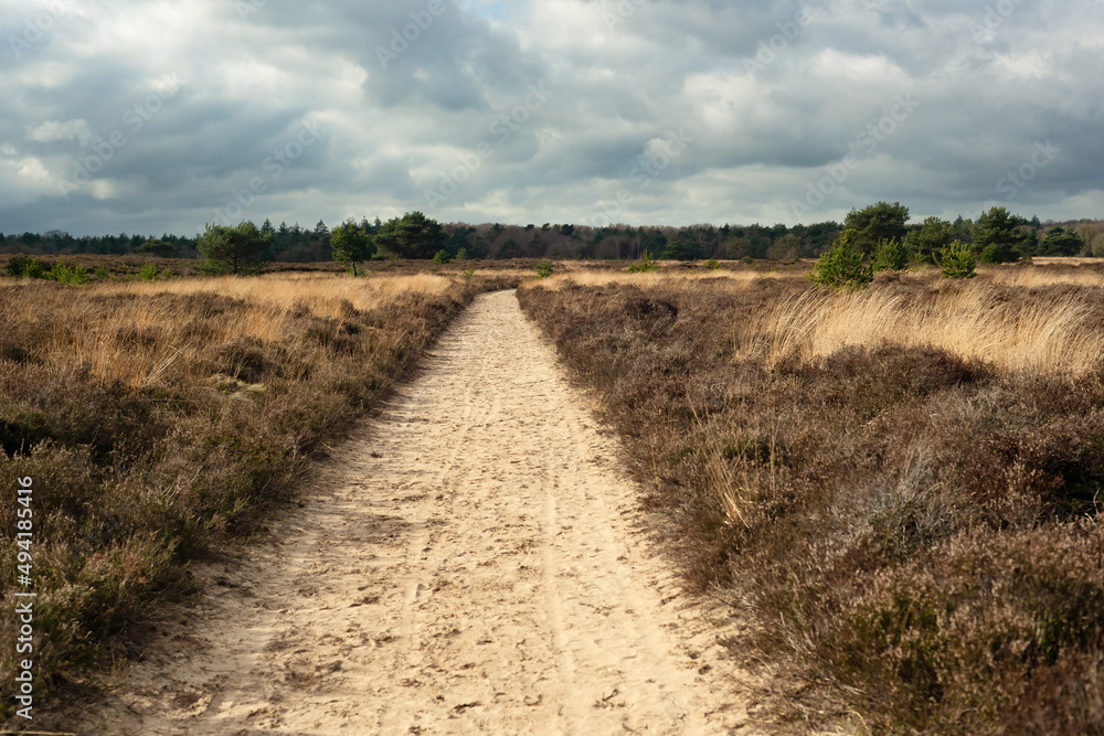 Sandy pathway in a nature reserve with heather and pine trees in sunlight under a cloudy sky.