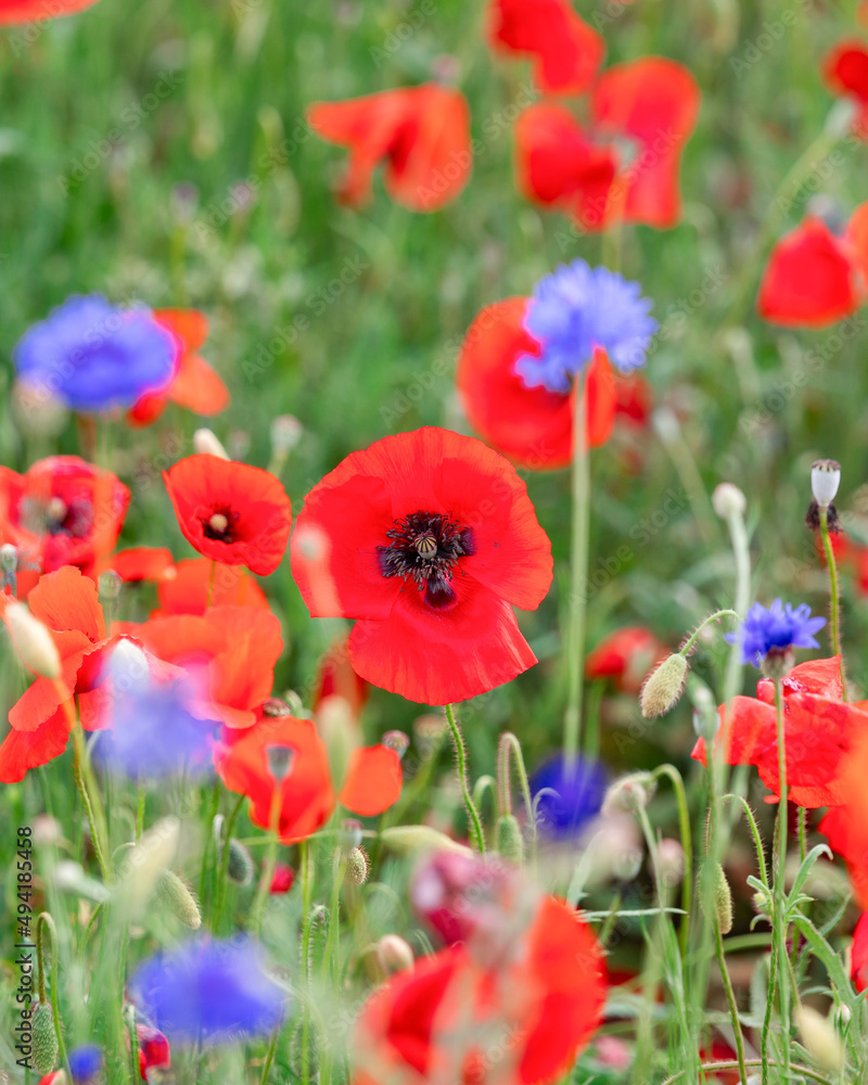 Fototapeta premium Red poppy bud on a field with other wild flowers in Tuscany (Selective Focus)