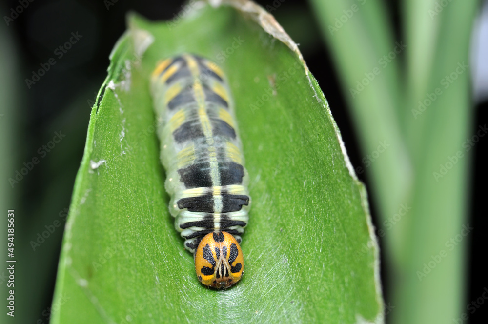 A leaf caterpillar with a yellow head is sitting on a green leaf A leaf caterpillar with a yellow head is sitting on a green leaf