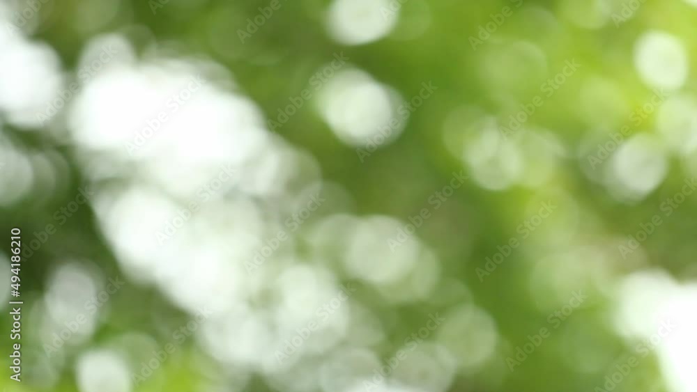 Bokeh of blurred tree leaves while raining, in the evening Chiangmai Thailand. Bokeh of blurred tree leaves while raining, in the evening Chiangmai Thailand.
