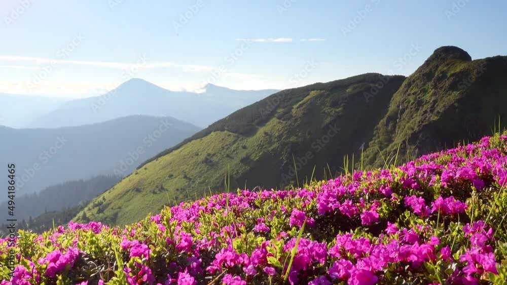 Attractive glade of pink rhododendron flowers on a sunny day. Filmed in UHD 4k video. Attractive glade of pink rhododendron flowers on a sunny day. Filmed in UHD 4k video.