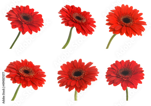 Set of beautiful red gerbera flowers on white background