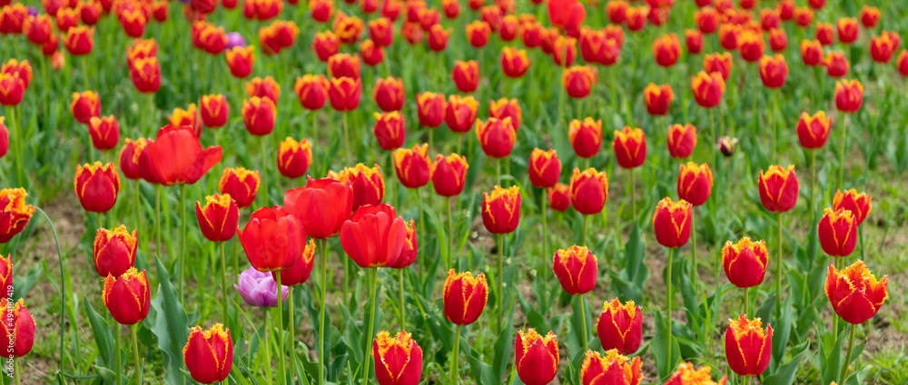 red flowers of fresh tulips in field
