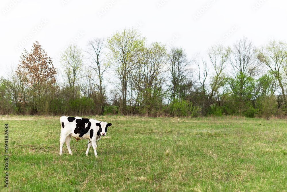 A young calf is grazing in the meadow. A young calf is grazing in the meadow.