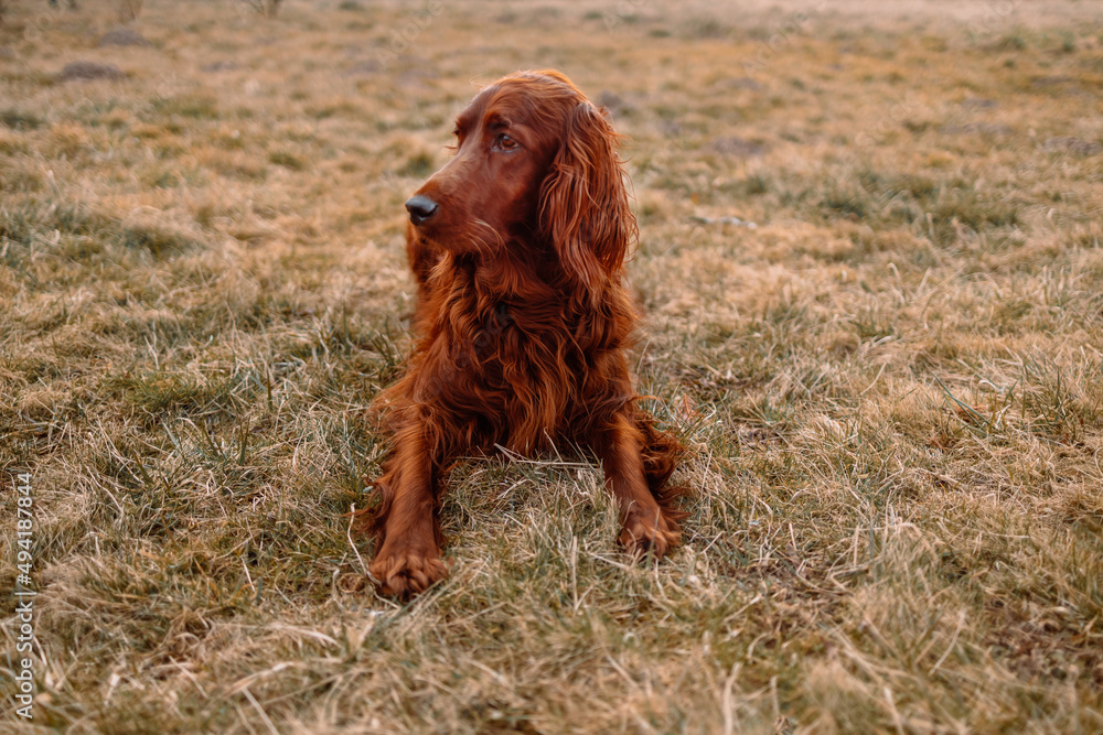 Irish red setter dog resting on green grass background, outdoors