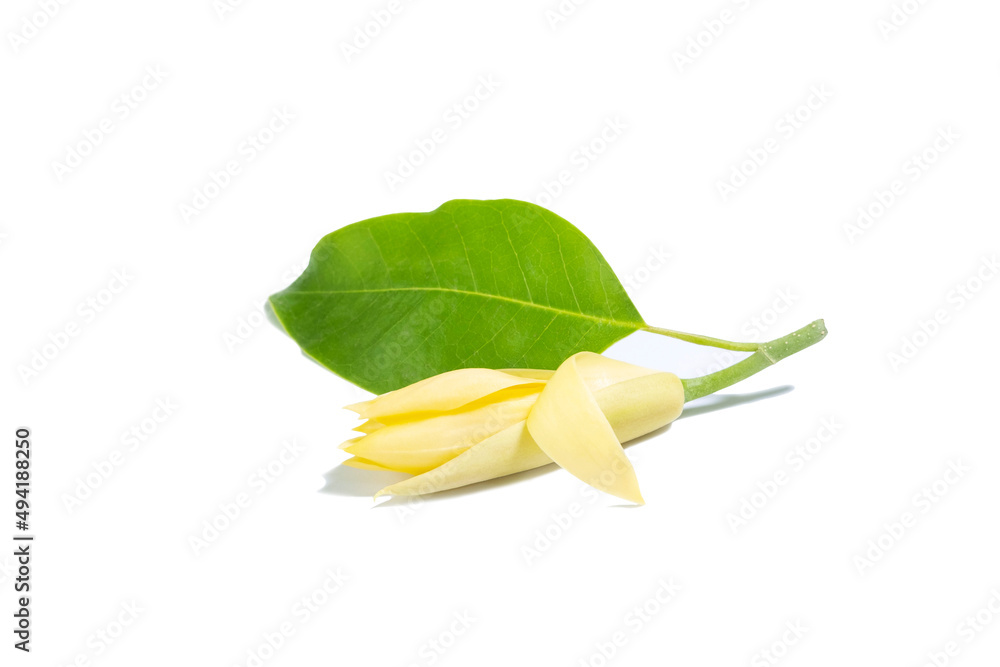 Fototapeta premium White Champaka Flowers and Green Leaves on white background.