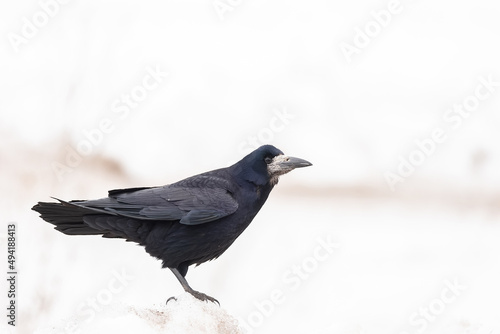 Rook ,Corvus frugilegus. Nice Rook foto on snow.