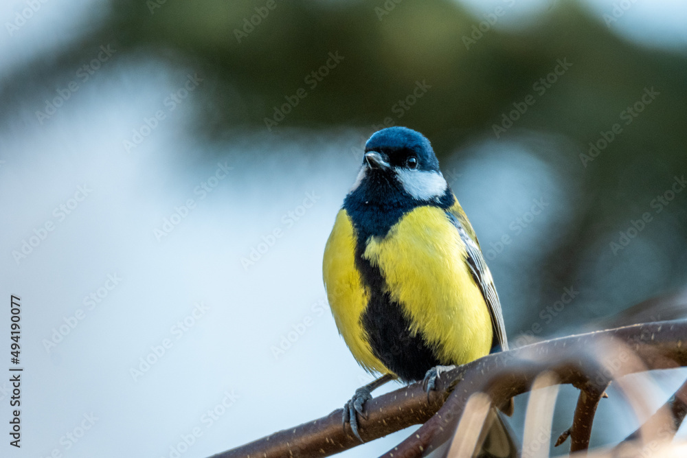 Fototapeta premium Sikorka