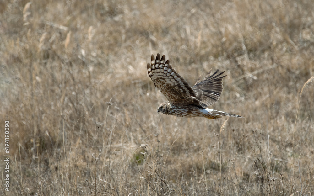 bird, natur, wild lebende tiere, wild, tier, schnabel, feather, braun, gras, bird, natur, wild lebende tiere, wild, tier, schnabel, feather, braun, gras,