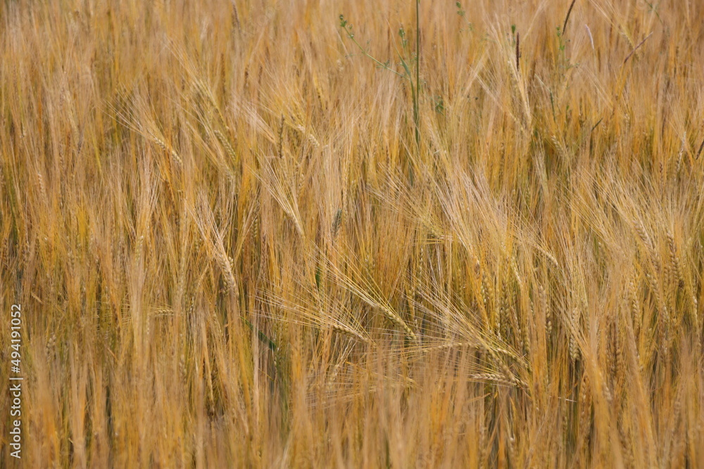 Fototapeta premium Getreidefeld 1