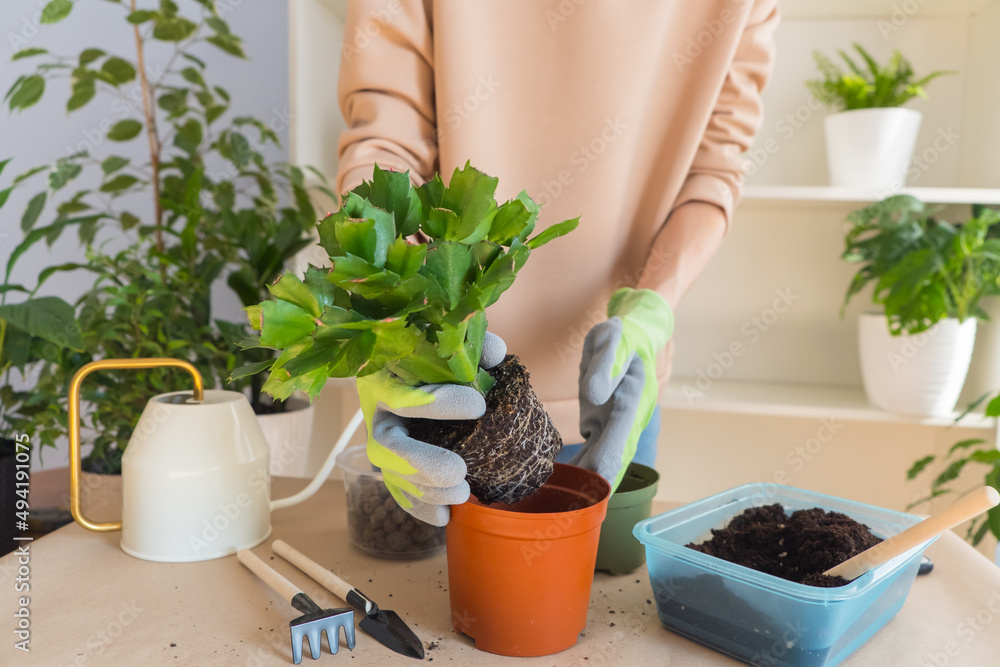 A florist girl in gloves on a table transplants a szlumbergera flower at home. Pulls a flower out of a flower pot. Home garden concept. A florist girl in gloves on a table transplants a szlumbergera flower at home. Pulls a flower out of a flower pot. Home garden concept.