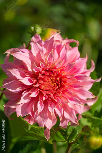 Flame like petals of the dinner plate dahlia penhill watermelon
