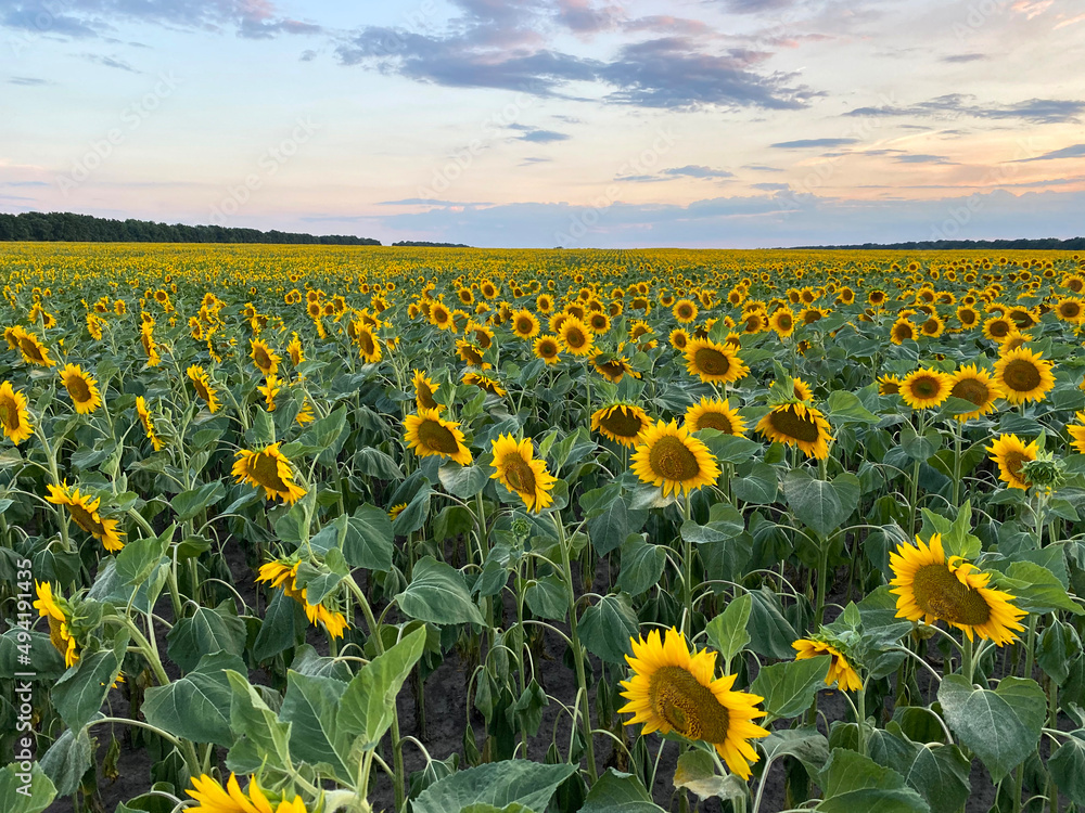 Obraz premium Field with blooming yellow sunflowers in Ukraine