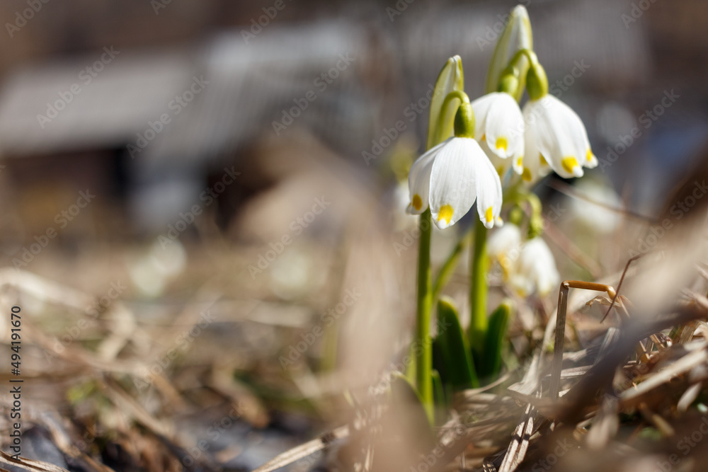 Very beautiful white flowers. Snowdrops. Photo with shallow depth of field. Closeup of flowers. Early spring. The first spring flowers. Very beautiful white flowers. Snowdrops. Photo with shallow depth of field. Closeup of flowers. Early spring. The first spring flowers.