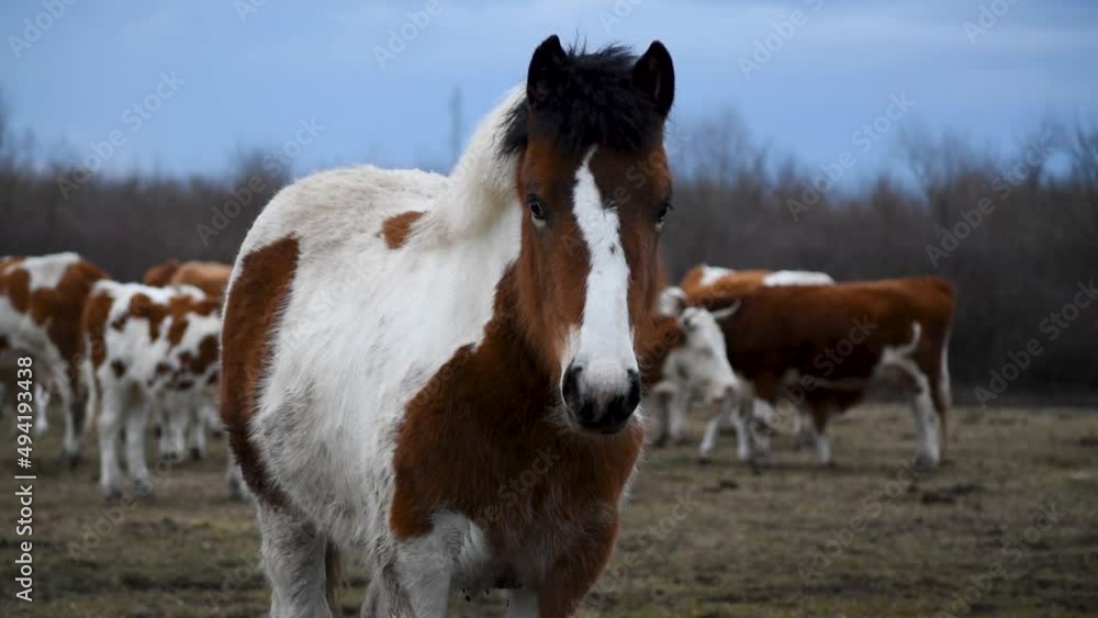 Front view of young horse, colt or filly stands in pasture and stare toward camera, against cow herd during overcast winter day Front view of young horse, colt or filly stands in pasture and stare toward camera, against cow herd during overcast winter day