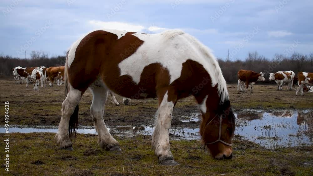 Adult horse or mare graze grass in pasture against cow herd during overcast winter day, domestic animal outdoors in free range breeding Adult horse or mare graze grass in pasture against cow herd during overcast winter day, domestic animal outdoors in free range breeding