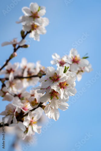 Almond blossom in spring in Cyprus