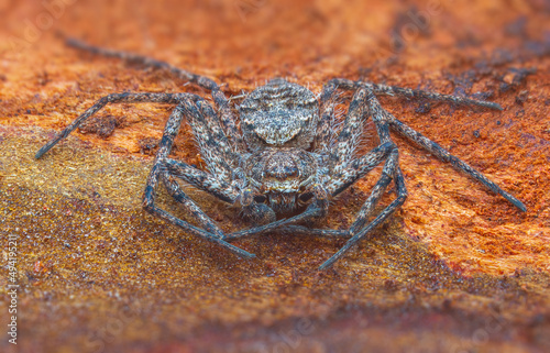 Spider Philodromus margaritatus, The Lichen Running Spider