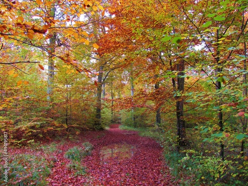 Fototapeta Naklejka Na Ścianę i Meble -  Colorful european beech forest in red, orange and yellow autumn foliage in Slovenia