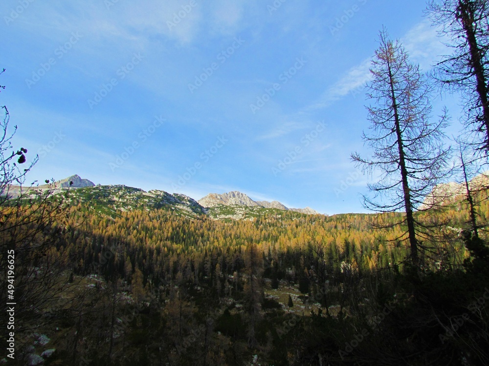View of an alpine landscape with the peak of Plaski Vogel in the back and autumn or fall golden colored larch and spruce forest bellow in Triglav national park and Julian alps in Gorenjska Slovenia View of an alpine landscape with the peak of Plaski Vogel in the back and autumn or fall golden colored larch and spruce forest bellow in Triglav national park and Julian alps in Gorenjska Slovenia