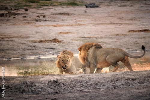 Two male lions in a fight, one in the splashing water. Lion duel. Wild animal, Savuti, Botswana.