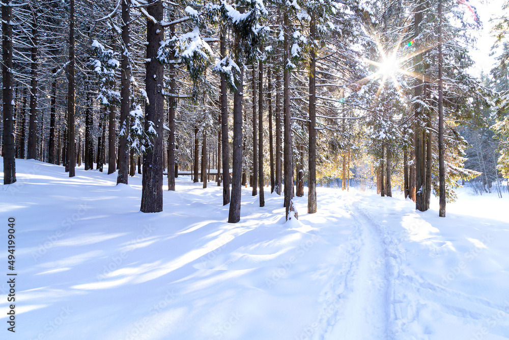 Obraz premium Beautiful winter landscape with pathway and northern sun in a forest 